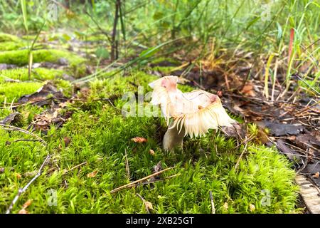 Russula Pers in autumn forest. Season of mushrooms in forest. Stock Photo