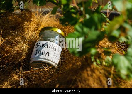 Using baking soda, sodium bicarbonate in home garden and agricultural field concept. safe pesticide and fungicide Stock Photo