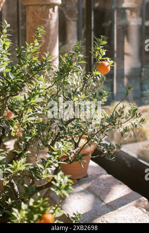Oranges growing on a tree branch in a sunlit stone garden Stock Photo