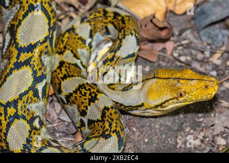 Reticulated Python (Malayopython reticulatus) with Yellow Patterning Stock Photo