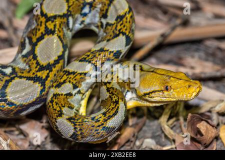 Reticulated Python (Malayopython reticulatus) with Yellow Patterning Stock Photo