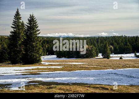 Snow-covered glade and coniferous forest in winter in the Jizera Mountains, Poland Stock Photo