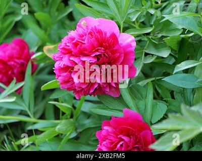 A red-pink peony in full bloom is a striking ornamental plant known for its vibrant colors and versatility in horticulture. Stock Photo