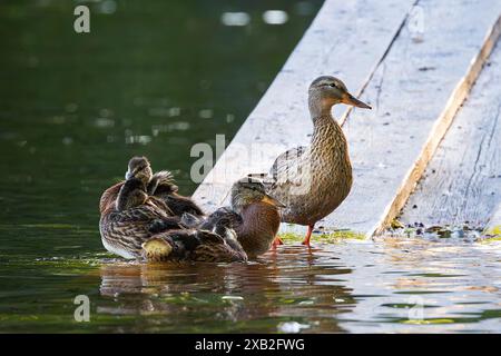 female mallard with offspring at the duck pond (Anas platyrhynchos) Stock Photo