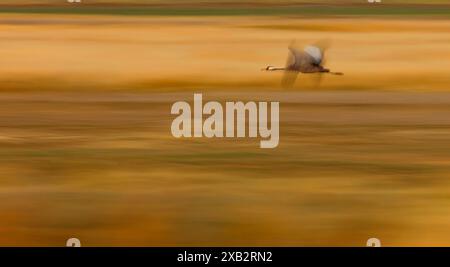 Blurred image capturing the dynamic motion of a crane as it flies over a golden-hued marsh, creating a sense of speed and fluid movement against a viv Stock Photo