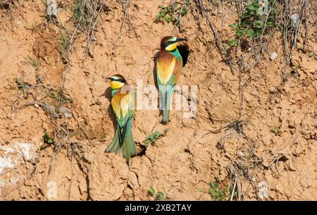 Two vibrant European bee-eaters, Merops apiaster, perch gracefully on a steep, sunlit wall, displaying their vivid green, blue, yellow and brown pluma Stock Photo