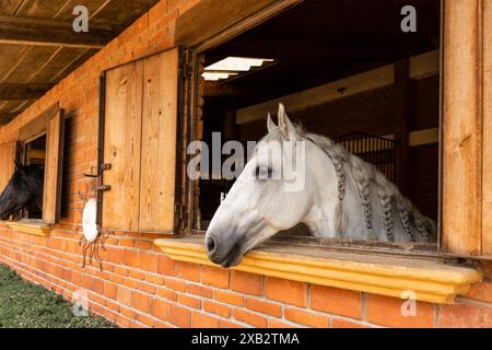 A beautiful white horse with braided mane looks out from a brick stable window, a dark horse visible in the background Stock Photo