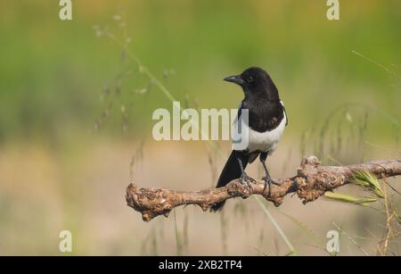 An elegant Eurasian magpie, Pica pica, stands alert on a gnarled branch, with a vibrant green background, captured in the serene outdoors of Toledo Stock Photo