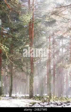 A serene winter landscape in the Sierra de Guadarrama, Spain, with sunlight streaming through tall, snow-covered pine trees, casting a magical ambianc Stock Photo
