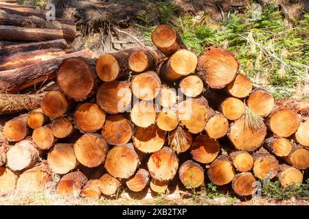 A sunny view of freshly cut pine timber logs neatly stacked in the Cuenca region, showcasing forestry activities. Stock Photo