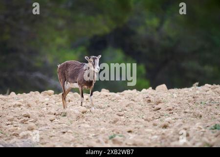 A lone Ovis orientalis musimon sheep with a thick woolen coat stands alert on a dry, rocky terrain, surrounded by sparse greenery and trees in the bac Stock Photo