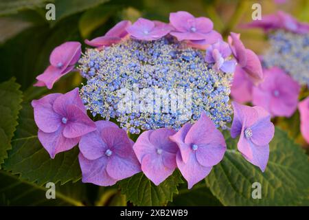 Close-up of a stunning Hydrangea with delicate blue and purple petals, ideal for garden and interior design themes. Stock Photo