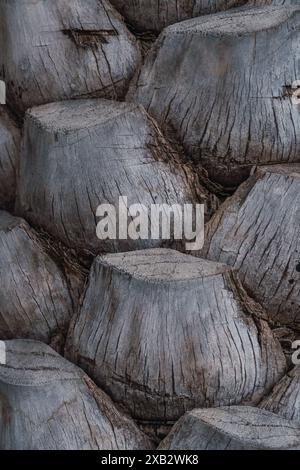 Intricate patterns of an old palm tree trunk captured during a trip in Oman, showcasing nature's detailed artistry in neutral tones Stock Photo