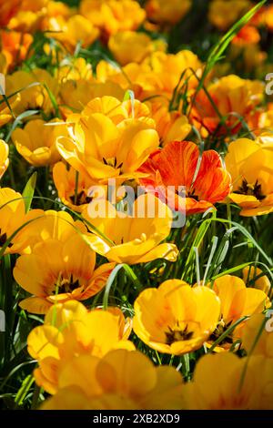 A close-up view of radiant yellow and orange tulips flourishing under the gentle warmth of spring sunshine on a farm. Stock Photo