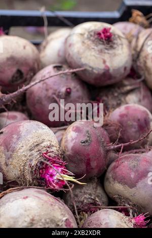 Freshly harvested beetroots with soil residue in a farm crate. Stock Photo