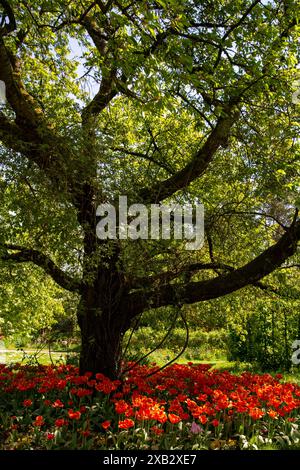colorful tulips under a sunny sky Stock Photo - Alamy