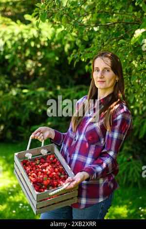 A female farmer holds a wooden crate overflowing with freshly picked, ripe red strawberries in a field on a sunny day. Stock Photo