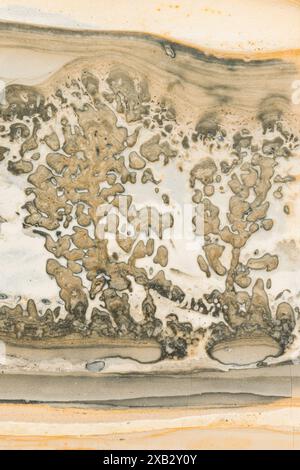 This is a close-up image of a stromatolite fossil from North Bristol, England, showcasing the intricate patterns of fossilized green and blue-green al Stock Photo