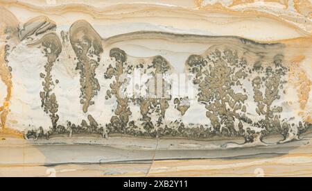A detailed image of a Cotham Marble, showcasing the fossilized remains of green and blue-green algae mats, from the Late Triassic age, about 227 milli Stock Photo
