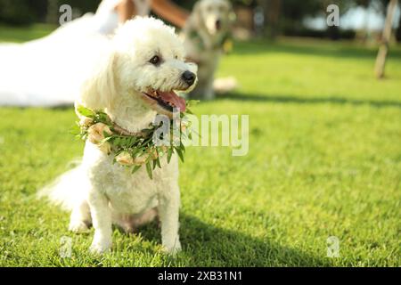 Adorable Bichon wearing wreath made of beautiful flowers on green grass outdoors. Space for text Stock Photo