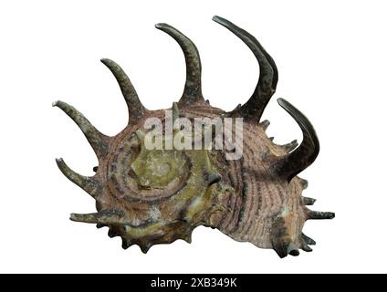 3D rendering of a sea shell Angaria delphinus or common delphinula isolated on white background Stock Photo