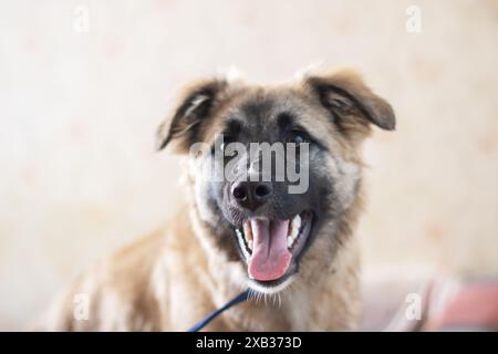 A German shepherd dog, a member of the Sporting Group, with brown and black fur and whiskers hanging out its tongue, is looking at the camera with its Stock Photo