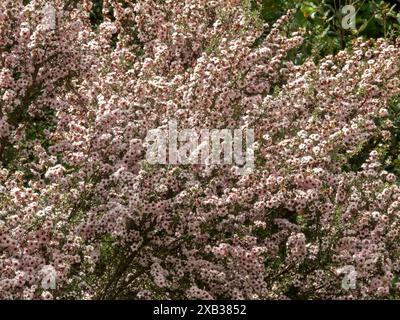 Leptospermum scoparium or manuka branches with abundance of beautiful pink flowers. Stock Photo