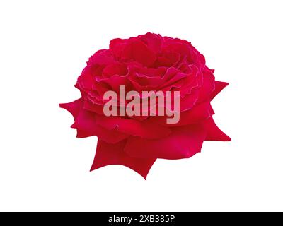 Bright red rose flower isolated on white. Elegant hybrid tea rose bloom. Stock Photo