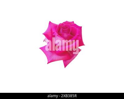 Pink rose flower isolated on white. Elegant hybrid tea rose bloom. Classic rose bloom shape. Stock Photo