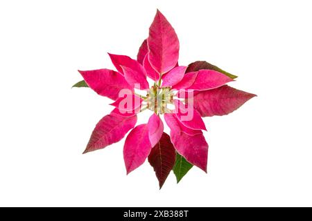 Pink poinsettia Christmas flower isolated on white. Flor de Pascua. Euphorbia pulcherrima plant with pink colored bracts. Stock Photo