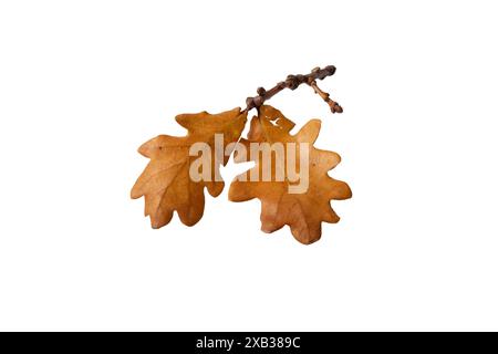 Oak tree branch with a couple of dry brown leaves isolated on white. Fall colored foliage. Stock Photo