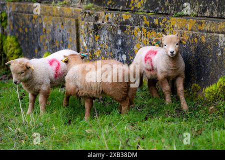 Rare breed, Portand sheep lambs, at Kingston Lacey, National Trust country house, Wimborne Minster, Dorset, England, UK Stock Photo