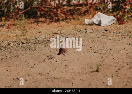little bird isolated on red earth Stock Photo