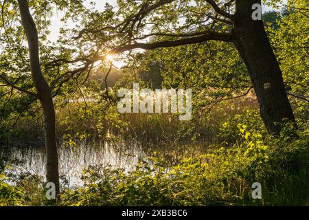 Sonnenuntergang am Eichichtteich bei Rietschen, Oberlausitzer Heide