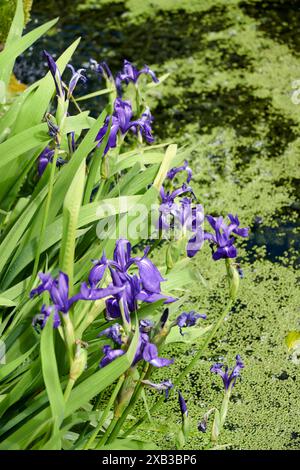 Purple iris ( Iris sibirica) flowers blooming by a pond with floating green algae on a sunny day Stock Photo