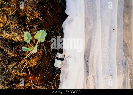 High angle view of plant growing by wet plastic in farm Stock Photo