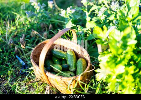 Fresh harvested cucumbers in wicker basket at farm Stock Photo