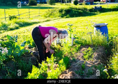 Senior female farmer examining plants growing in farm on sunny day Stock Photo