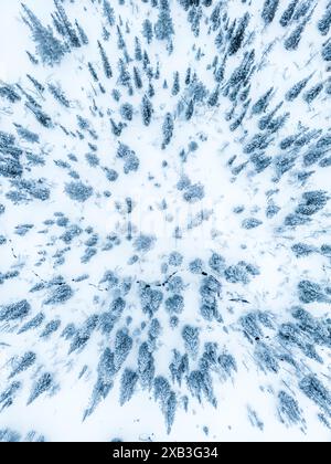 Pine forest covered in snow Stock Photo