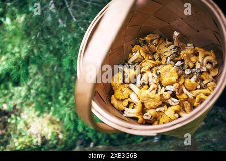 High angle view of fresh mushrooms in wicker basket Stock Photo