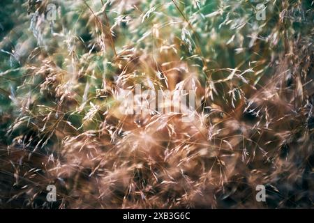Full frame shot of fresh plants at meadow Stock Photo