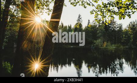 Back lit trees with reflection on lake in forest during sunset Stock Photo