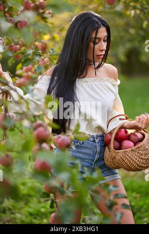 Lovely woman in white shirt is picking fresh apples from tree in village garden. Portrait of young tender lady in jeans shorts, carrying apples in bas Stock Photo