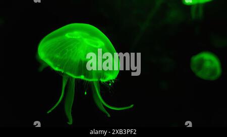 The image shows two bioluminescent green jellyfish swimming in the dark. The larger one has a distinctive bell shape with long tentacles trailing bene Stock Photo