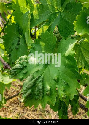 Green grape leaves covered with pimples. Plant disease, infection, pests. Close-up. Stock Photo