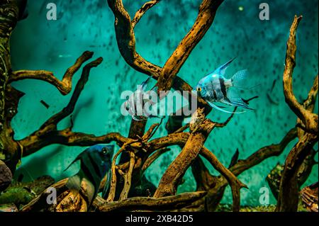 Freshwater aquarium with snags, green stones, tropical fish and water plants. A green beautiful planted tropical freshwater aquarium with fishes Stock Photo