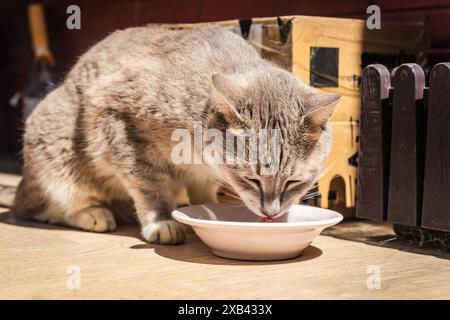 A pet cat drinks milk from a white bowl in a sunlit backyard, enjoying the peaceful moment Stock Photo