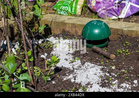 Slug trap and ash scattered around the base of plants on a vegetable plot to discourage pests such as slugs and snails Stock Photo
