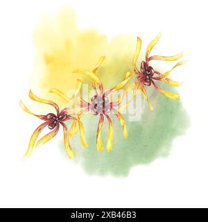 Witch hazel yellow plant flowers on the watercolor stain backdrop ...