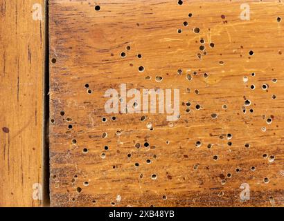 Woodworm Anobium Punctatum damage on furniture Stock Photo